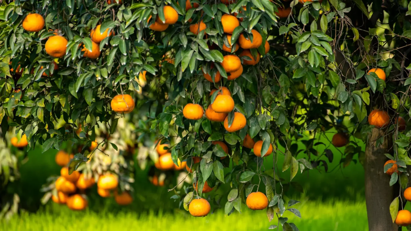 Fruit plants - buy plants