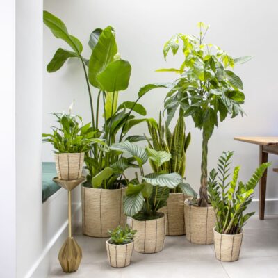 Flora Plants