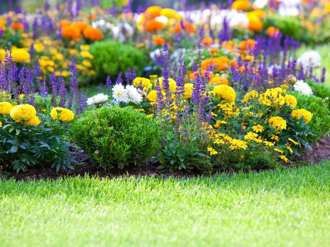 Flower Plants background- Buy Plants