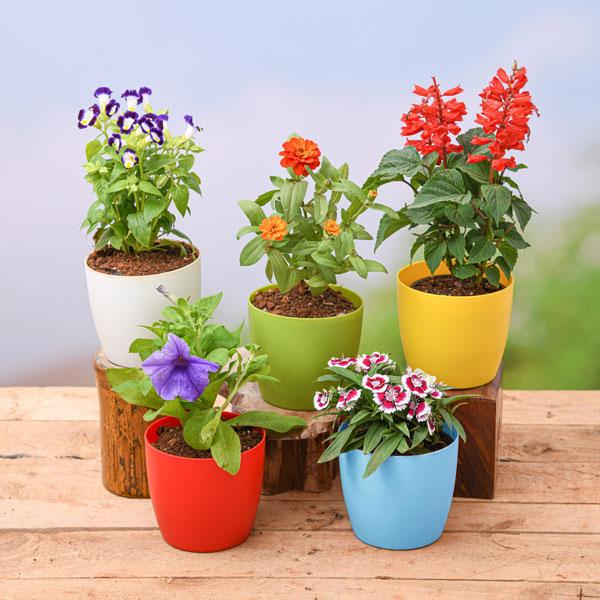Flower and Exotic Plants | විසිතුරු මල් පැල